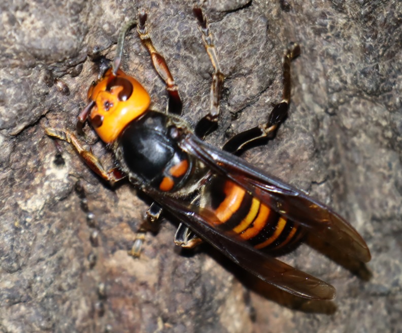 オオスズメバチ-女王蜂（アングル2）_クワガタ達のオアシス _2023年4月14日19時55分気温16度